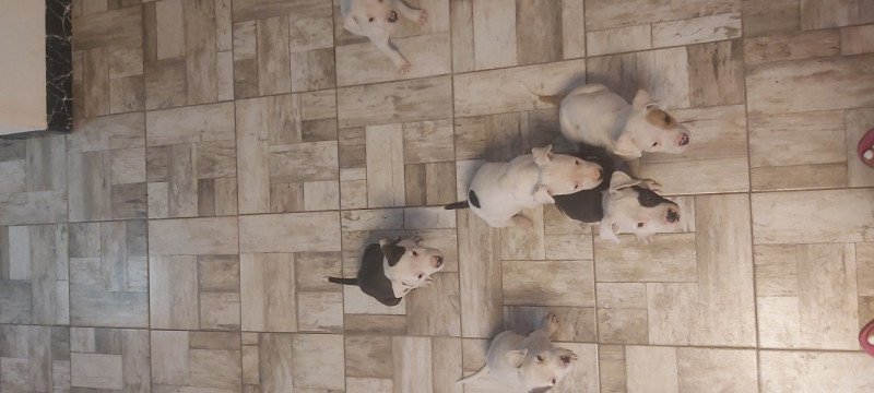 Staffordshire terrier