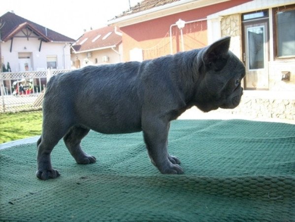 Francia bulldog