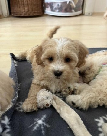 Maltipoo maltai selyem Torpe uszkar