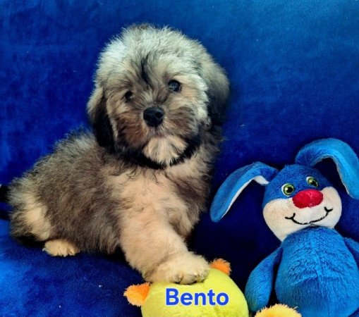 Bichon havanese