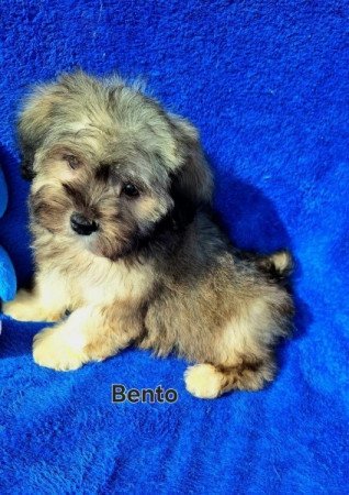 Bichon havanese