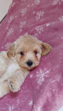 maltipoo máltai selyem × toy uszkár