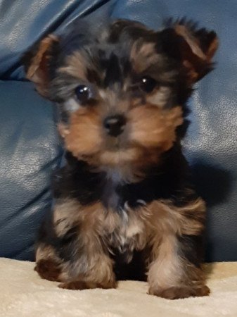yorkshire terrier