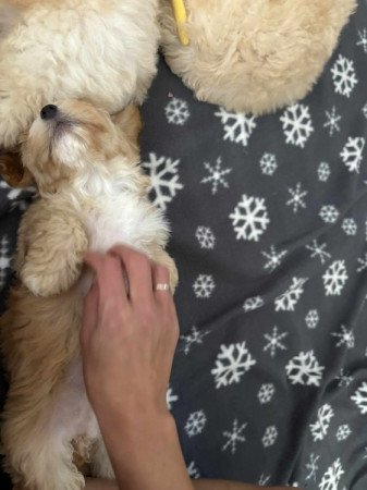 Maltipoo maltai selyem Torpe uszkar