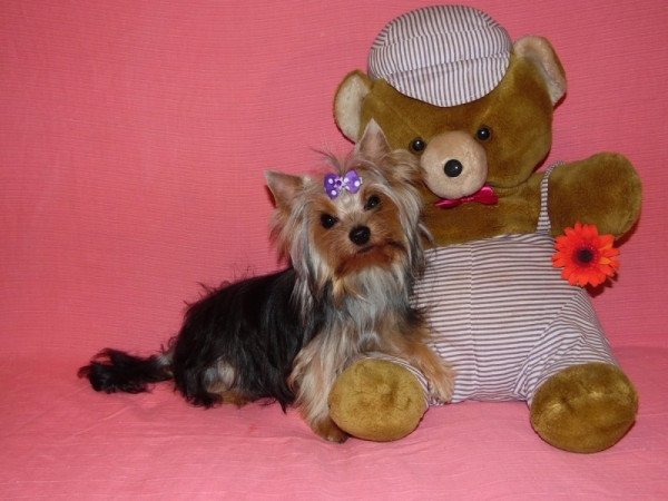 Yorkshire Terrier, Yorki