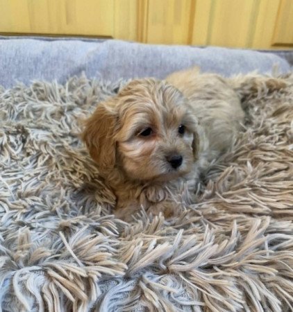 Maltipoo maltai selyem + uszkar