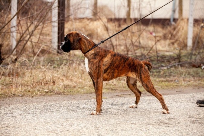 Német boxer