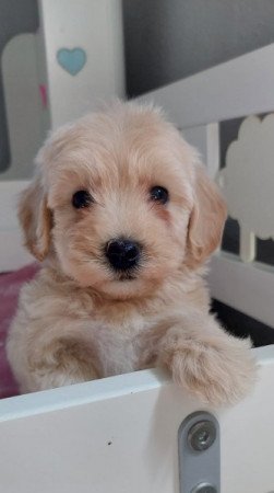 maltipoo máltai selyem × toy uszkár