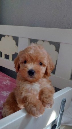 maltipoo máltai selyem × toy uszkár