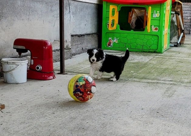 Border Collie