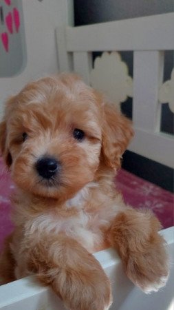 maltipoo máltai selyem × toy uszkár