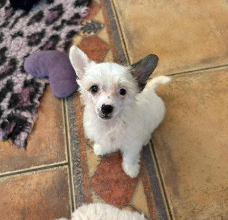 Kínai Meztelen kiskutyák