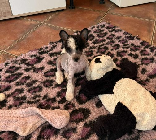 Kínai Meztelen kiskutyák