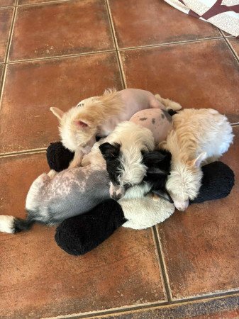 Kínai Meztelen kiskutyák