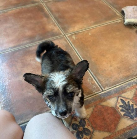 Kínai Meztelen kiskutyák