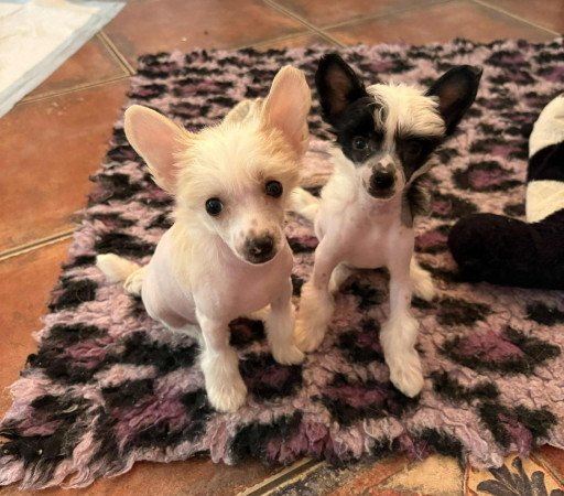 Kínai Meztelen kiskutyák