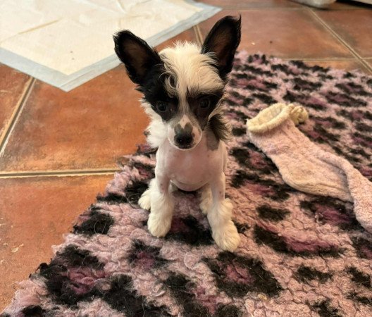 Kínai Meztelen kiskutyák