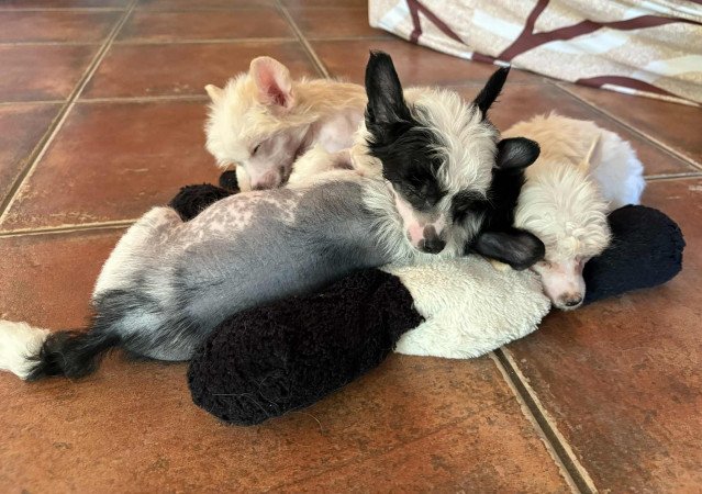 Kínai Meztelen kiskutyák