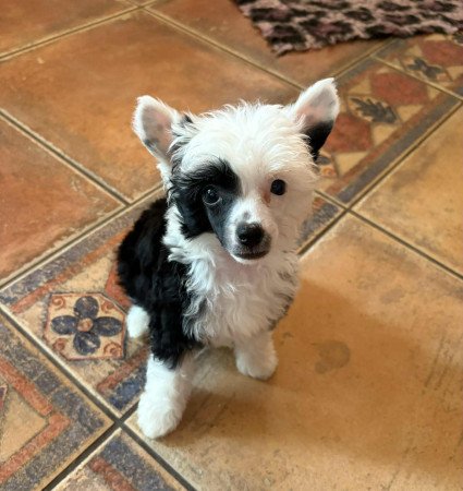 Kínai Meztelen kiskutyák