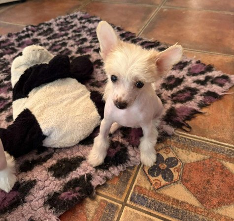 Kínai Meztelen kiskutyák