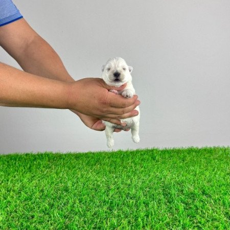 Westie West Highland White terrier