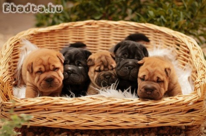 Shar-Pei kölykök eladók
