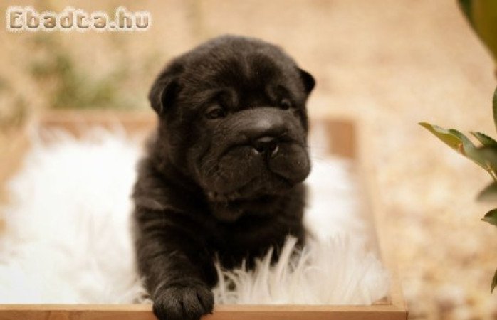 Shar-Pei kölykök eladók