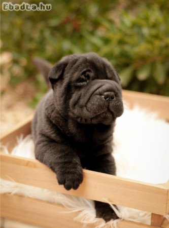Shar-Pei kölykök eladók