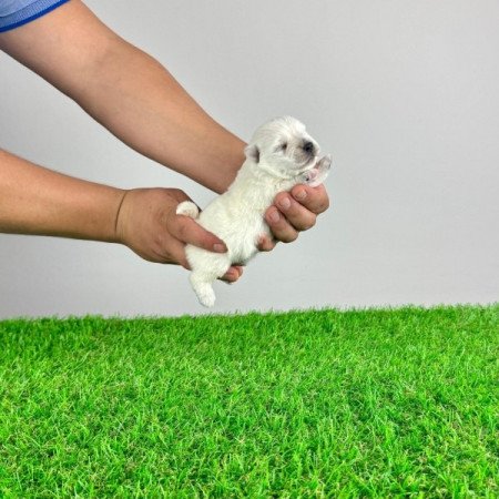 Westie West Highland White terrier