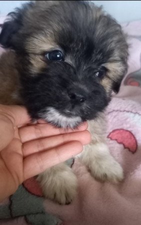 Havanese yorki