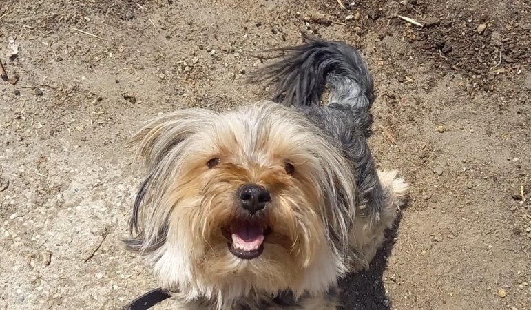 Havanese yorki