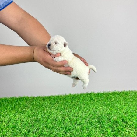 Westie West Highland White terrier