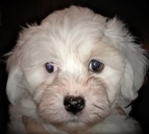 Bichon Havanese