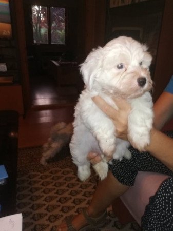 Bichon Havanese