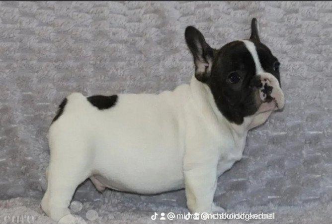 Francia bulldog