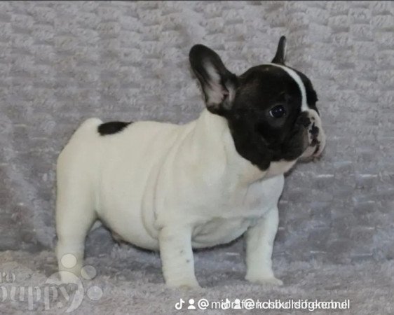 Francia bulldog