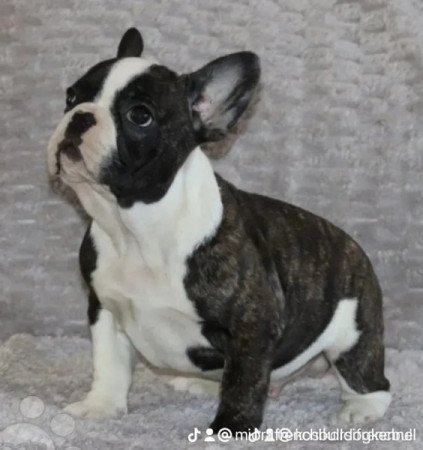 Francia bulldog