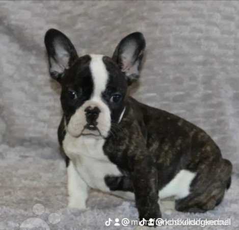 Francia bulldog