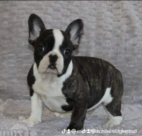 Francia bulldog