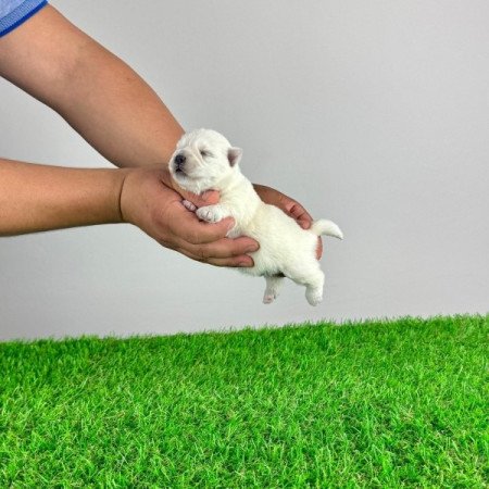 Westie West Highland White terrier