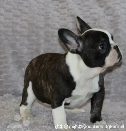 Francia bulldog