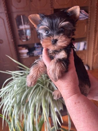 Yorkshire terrier