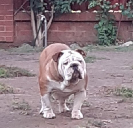 Angol bulldog