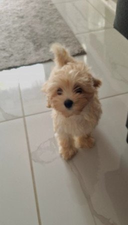 Maltipoo