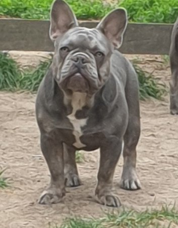 Francia bulldog