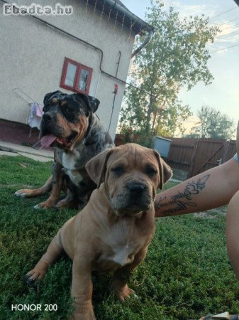 XXL bully kan kiskutya