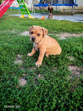 XXL bully kan kiskutya