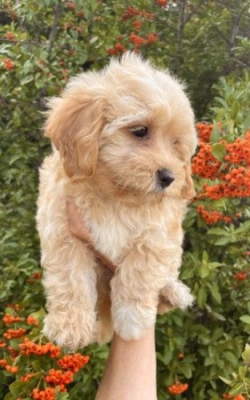 Maltipoo maltai selyem es torpe uszkar