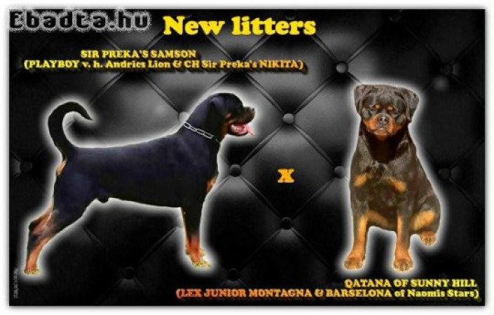 Rottweiler kölykök