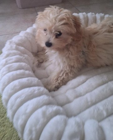 Maltipoo